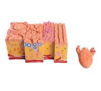 Modèle d'anatomie de la langue humaine, papilles gustatives | Simulation Médicale d'Augmentation du Tissu de la Langue en 2 Parties, pour Démonstration Pédagogique Médicale