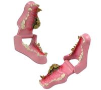 Modèle d'Anatomie de la Mâchoire et des Dents Canines, Spécimen de Structure Dentaire de Chien pour l'enseignement Vétérinaire et l'Éducation Orale des Animaux de Compagnie