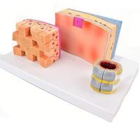 Modèle d'anatomie de la paroi trachéale et des organes du larynx, modèle anatomique de la trachée humaine, aide pédagogique à grossissement de la structure de la trachée