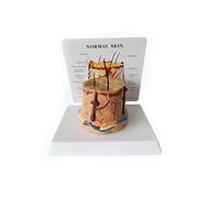 Modèle d'anatomie de la Peau Modèle agrandi de Peau Saine Follicule pileux Démonstration du processus de Croissance des
