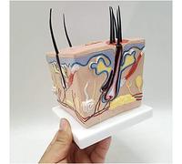 Modèle d'anatomie de la peau - Modèle humain sain pour la croissance des cheveux et l'acné - Diagramme d'expansion du follicule pileux médical détaillé