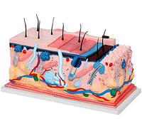 Modèle d'anatomie de la Peau, Structure des Tissus de la Peau Humaine, en résine synthétique, biologie avec Pores et ch