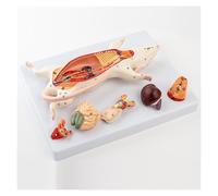 Modèle d'anatomie de la Structure des Organes internes du Rat et de la Souris, for l'enseignement expérimental de la biologie
