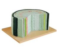 Modèle d'anatomie de la structure des tissus de la tige végétale, modèles de tiges d'herbes dicotylédones, modèle agrandi en coupe transversale for les aides pédagogiques en biologie.