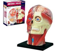 Modèle D'anatomie De La Tête Humaine 4D - Nerf Musculaire Squelettique | Explorez l'anatomie humaine détaillée avec notre modèle de tête durable et léger.