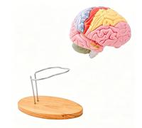 Modèle d'anatomie de la tête humaine élargie avec lobes détachables du tronc cérébral pour démonstration en salle de classe, paramètres cliniques, pièces amovibles