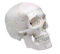 Modèle d'anatomie de la tête humaine, outils pédagogiques en sciences médicales, squelette assemblé, 19,5 x 15 13 cm