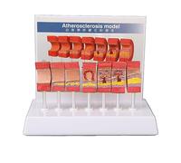 Modèle d'anatomie de l'artère, Ensemble de 7 pièces, Outil de démonstration détaillé et réaliste du système vasculaire du Corps Humain pour l'éducation, Les médecins, Le Bureau,