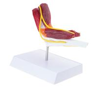 Modèle d'anatomie de l'articulation du coude droit musclé pour l'enseignement de la recherche, utilisation éducative, outil professionnel de formation de soins de santé