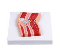 Modèle d'anatomie de l'articulation du coude en PVC éducatif pour l'éducation et les contextes cliniques Aide éducative