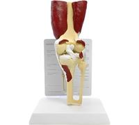 Modèle d'anatomie de l'articulation du Genou Humain Modèle d'articulation du Genou Droit avec ligaments Grandeur Nature avec Base attachée Muscle Ligame Nerf for l'anatomie Humaine