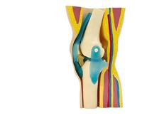 Modèle D'anatomie De L'articulation Du Genou Humain,Modèle De Démonstration Du Prépuce Ligament Du Genou,pour L'étude De L'anatomie Du Squelette Enseigner