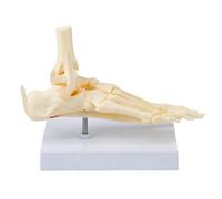 Modèle d'anatomie de l'articulation du pied pour étudiants en anatomie, affichage de la structure de la cheville de table avec 22 x 12,5 x 17 cm, taille d'enseignement pour tables d'étude, modèle