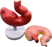 Modèle d'anatomie de l'estomac de porc pour l'entraînement éducatif et la | Modèle éducatif d'anatomie de l'estomac de cochon pour l'entraînement vétérinaire et la simulation en salle de classe ou en
