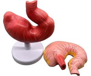 Modèle d'anatomie de l'estomac de porc pour l'entraînement éducatif et la | Modèle éducatif d'anatomie de l'estomac de cochon pour l'entraînement vétérinaire et la simulation en salle de classe ou en