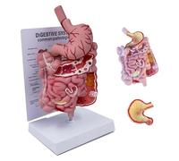 Modèle d'anatomie de l'estomac humain, modèle du système digestif humain, avec tableau d'information, for les étudiants en médecine, étude de l'éducation, dissection assistée adaptée