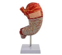 Modèle d'anatomie de l'estomac Humain Modèle du système digestif Humain Modèle de Structure de l'estomac détachable agrandi 1,5X avec étiquettes numériques et Base for l'enseignement