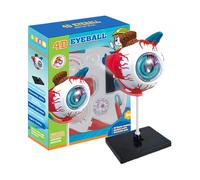 Modèle d'Anatomie de l'Œil Humain | Outils d'Étude d'Anatomie Oculaire Démontable | Jouets Scientifiques Éducatifs pour Bureau d'Exposition Salle de Classe Cabinet Médical et Université | pour