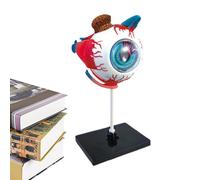 Modèle d'Anatomie de l'Œil Humain | Outils d'Étude d'Anatomie Oculaire Démontable | Jouets Scientifiques Éducatifs pour Bureau d'Exposition Salle de Classe Cabinet Médical et Université | pour