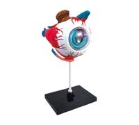 Modèle D'anatomie De L'œil Humain - Structure Du Globe Oculaire Amovible | Affichage Éducatif En PVC Pour Salle De e Sciences, École, Collège, Cabinet Médical | Outil Pédagogique Anatomique Po