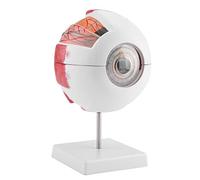 Modèle d'anatomie de l'œil, modèle de globe oculaire agrandi 6 fois | Modèle anatomique de l'œil humain 6X, œil humain amovible pour l'étude de l'anatomie éducative et l'enseignement