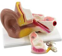 Modèle d'anatomie de l'oreille à agrandissement 3 fois, modèle anatomique de l'oreille humaine, modèles de structure de l'oreille interne moyenne externe avec base