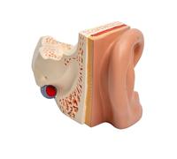 Modèle d'anatomie de l'oreille agrandi pour rapport de conférence