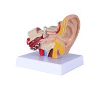 Modèle D'Anatomie de L'Oreille Humaine 1,5 Fois Montrant la Structure des Organes de L'Oreille Centrale et Externe. Démonstration