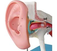 Modèle d'anatomie de l'oreille humaine agrandi 4 fois, 8 sections amovibles, structure anatomique détaillée, affichage éducatif for l'enseignement en t la collection personnelle
