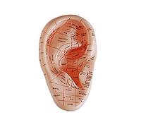 Modèle d'anatomie de l'oreille Humaine avec Points d'acupuncture, Version Anglaise, modèle de Bouchon d'oreille pour l'étude