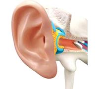 Modèle d'anatomie de l'oreille humaine détachable, organe du conduit auditif 22 pièces jouets éducation médicale enseignement