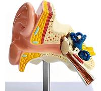 Modèle d'anatomie de l'oreille humaine grandeur nature 1:1, modèle de simulation d'oreilles en PVC avec structure de l'oreille interne moyenne externe, for l'éducation médicale et la démonstration
