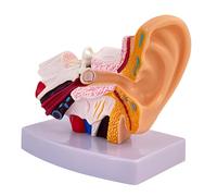 Modèle d'anatomie de l'oreille humaine, modèle 1,5 fois en PVC extérieur de l'oreille moyenne avec base, modèle pédagogique de démonstration médicale, 10,9 x 7,1 x 11,4 cm, 11 x 7 x 11,5 cm