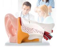 Modèle D'anatomie de L'oreille Humaine, Modèle D'oreille à Grossissement 5X, Modèle de Simulation de Structure D'oreille Interne de Bureau Professionnel, Modèle Anatomique D'oreille