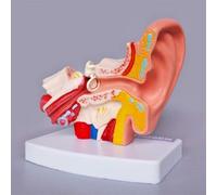 Modèle d'anatomie de l'oreille humaine, modèle torse humain, conduit auditif, oreille moyenne, interne, audition, oto-rhino-laryngologie, organe, enseignement