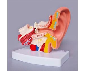 Modèle d'anatomie de l'oreille humaine, modèle torse humain, conduit auditif, oreille moyenne, interne, audition, oto-rhino-laryngologie, organe, enseignement