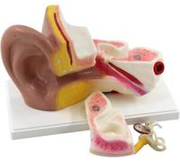 Modèle d'anatomie de l'oreille interne humaine agrandi 3X, structures amovibles et démonstration d'otolithes, outil pédagogique de physiologie médicale for audiologistes, éducateurs