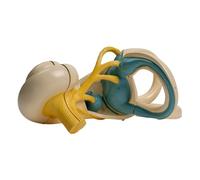 Modèle d'anatomie de l'oreille interne humaine élargie - Modèle d'anatomie de l'oreille interne élargie - Pièces amovibles pour étudiants et médecins - Outil éducatif