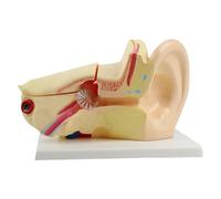 Modèle d'anatomie de l'oreille interne humaine grandeur nature Modèle de structure anatomique Outil d'enseignement en salle de classe pour réglage clinique Outil de démonstration interne amovible