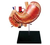 Modèle d'anatomie de l'organe l'estomac humain 12 pièces détachables scientifique l'anatomie humaine