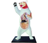Modèle d'anatomie de l'ours polaire 4D, 36 modèles d'anatomie animale détachables, modèle de squelette d'organe d'ours polaire, for l'enseignement médical de la biologie animale.