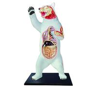 Modèle d'anatomie de l'ours polaire 4D Vision, simulation d'organe semi-transparent, 36 organes détachables et modèle de squelette animal pour la biologie