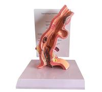 Modèle d'anatomie de l'œsophage, modèle du système digestif | Anatomie du modèle du corps humain, modèle éducatif, anatomie des organes de l'œsophage du corps humain