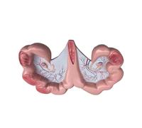 Modèle d'anatomie de l'utérus de porc, illustrant la structure anatomique du porc et certaines de ses caractéristiques distinctives, for la recherche sur les démonstrations d'enseignement de