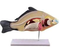 Modèle d'anatomie de poisson for l'éducation - 47 x 19 cm Outil pédagogique amovible en PVC for l'enseignement de la biologie et de l'aquaculture