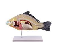 Modèle d'anatomie de Poisson Grandeur Nature, disseçable, avec spécimens d'organes internes Amovibles pour l'enseignement et la démonstration en e biologie