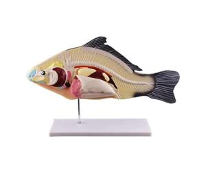 Modèle d'anatomie de Poisson Grandeur Nature, disseçable, avec spécimens d'organes internes Amovibles pour l'enseignement et la démonstration en e biologie
