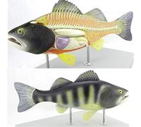 Modèle d'anatomie de poisson perche, modèles de squelette de poisson, organes internes détachables avec structures numérotées for l'affichage de l'enseignement vétérinaire
