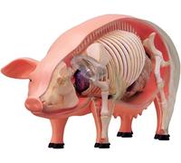 Modèle d'anatomie de porc 4D Vision, spécimen de squelette animal, 19 pièces détachables for la démonstration d'enseignement de l'école de formation vétérinaire de la clinique for animaux