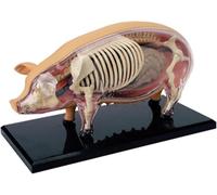 Modèle d'anatomie de porc, squelette amovible 4D pour entraînement vétérinaire, démonstration pédagogique, 19 parties du corps, idéal pour les cliniques et les écoles pour animaux de compagnie